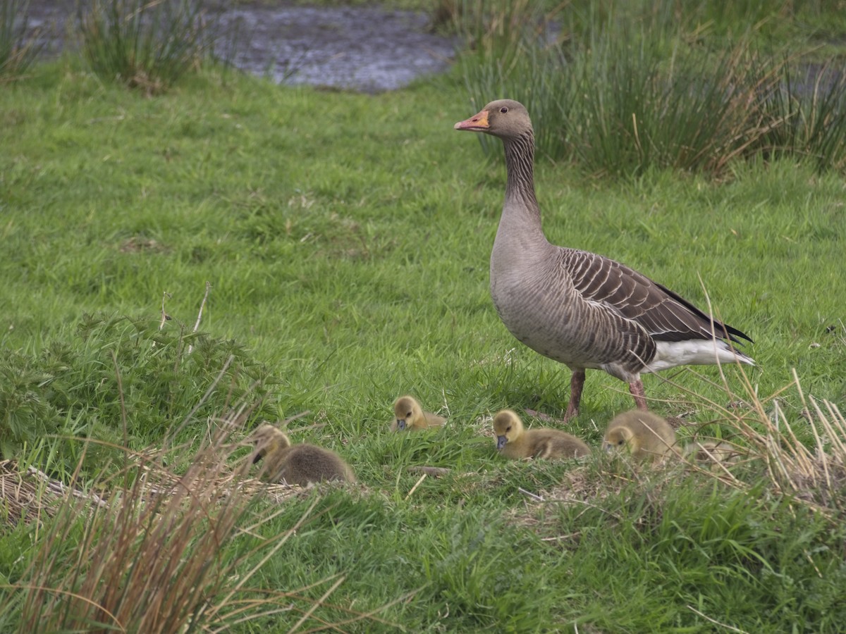 Graylag Goose - ML239366211