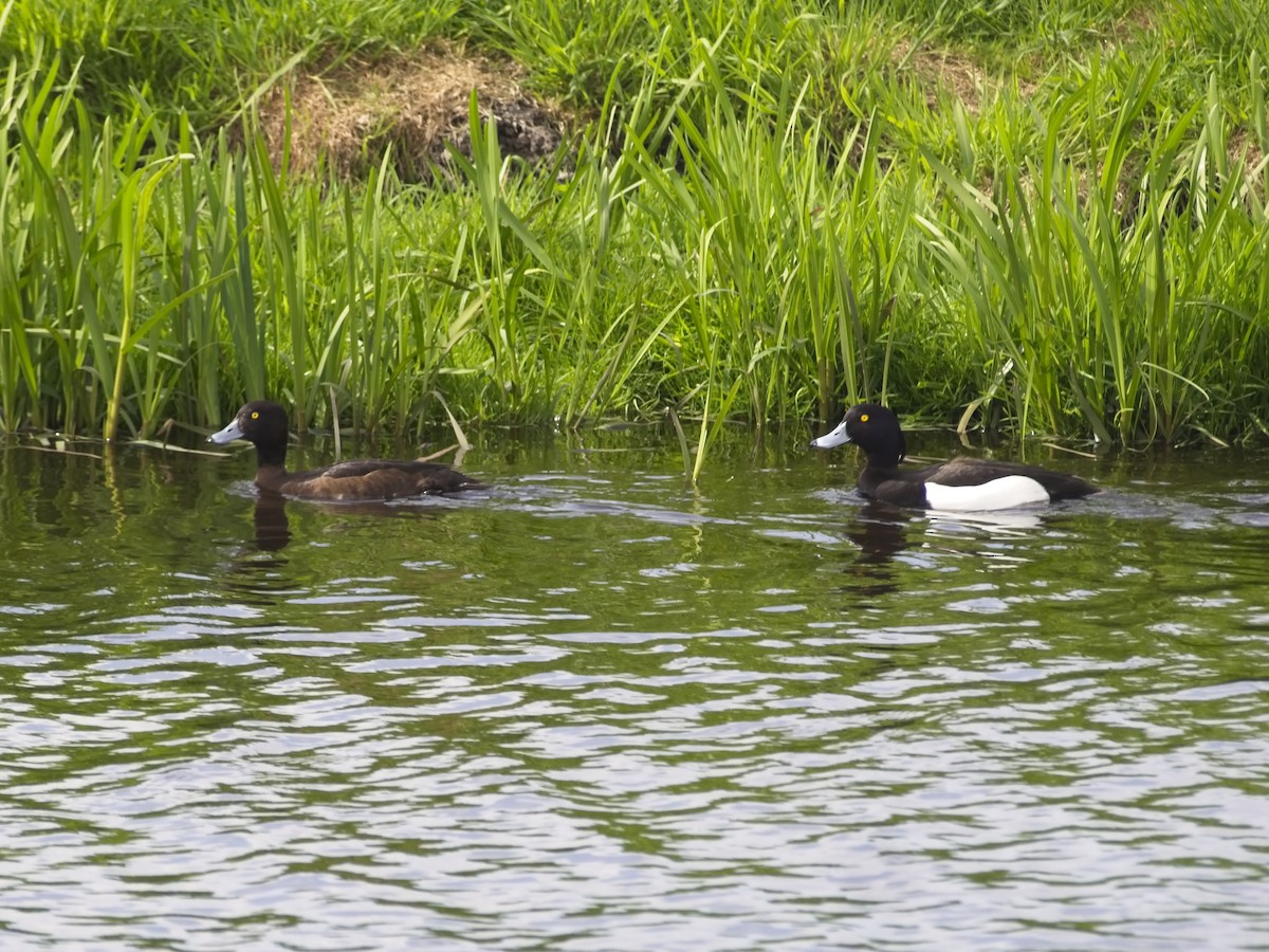 Tufted Duck - ML239366251