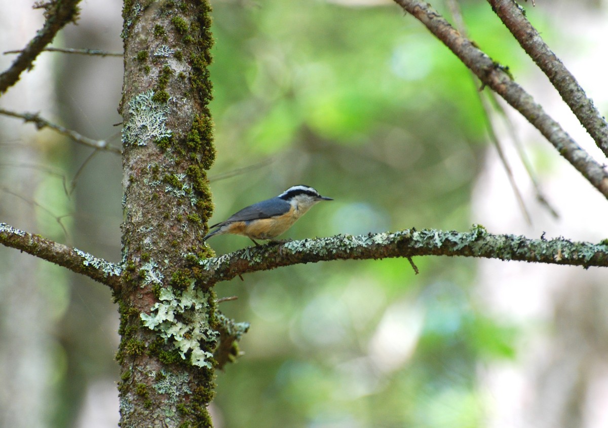 Red-breasted Nuthatch - ML239366331