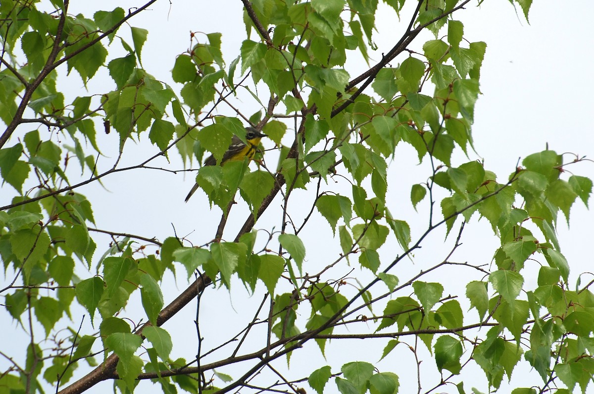 Magnolia Warbler - ML239366391