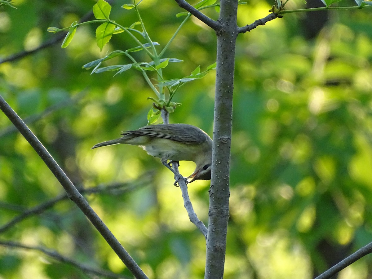 Philadelphia Vireo - ML239366561