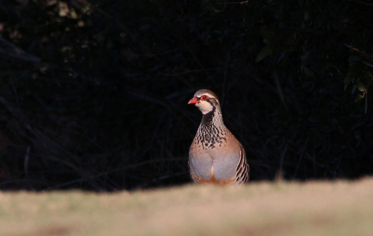 Red-legged Partridge - ML239367161