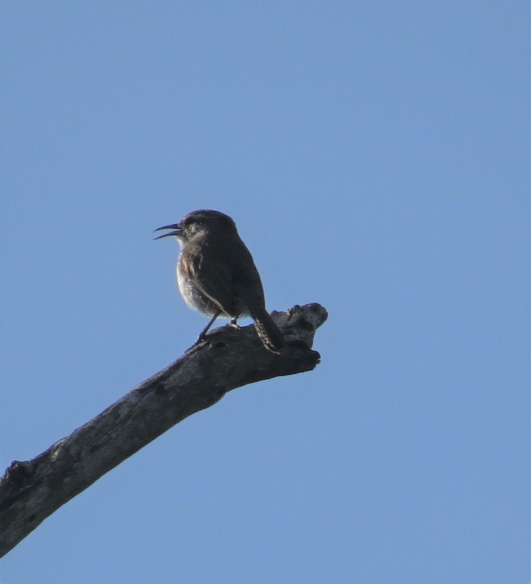 Bewick's Wren - Lora Reynolds