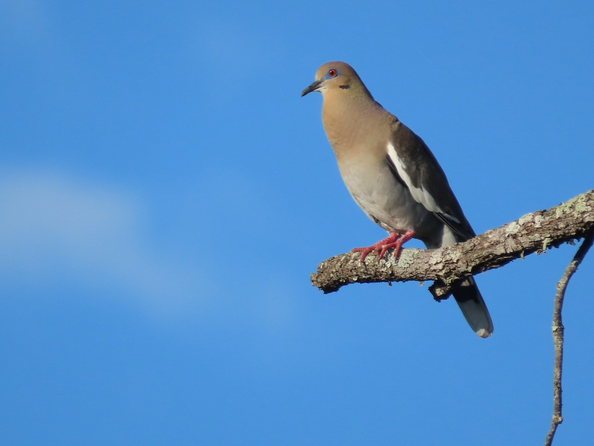 White-winged Dove - ML239368611