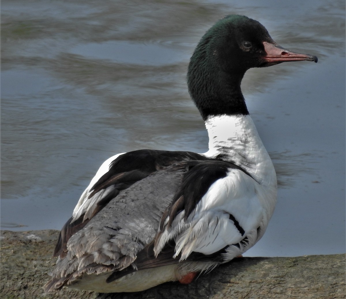 Common Merganser - Paul McKenzie