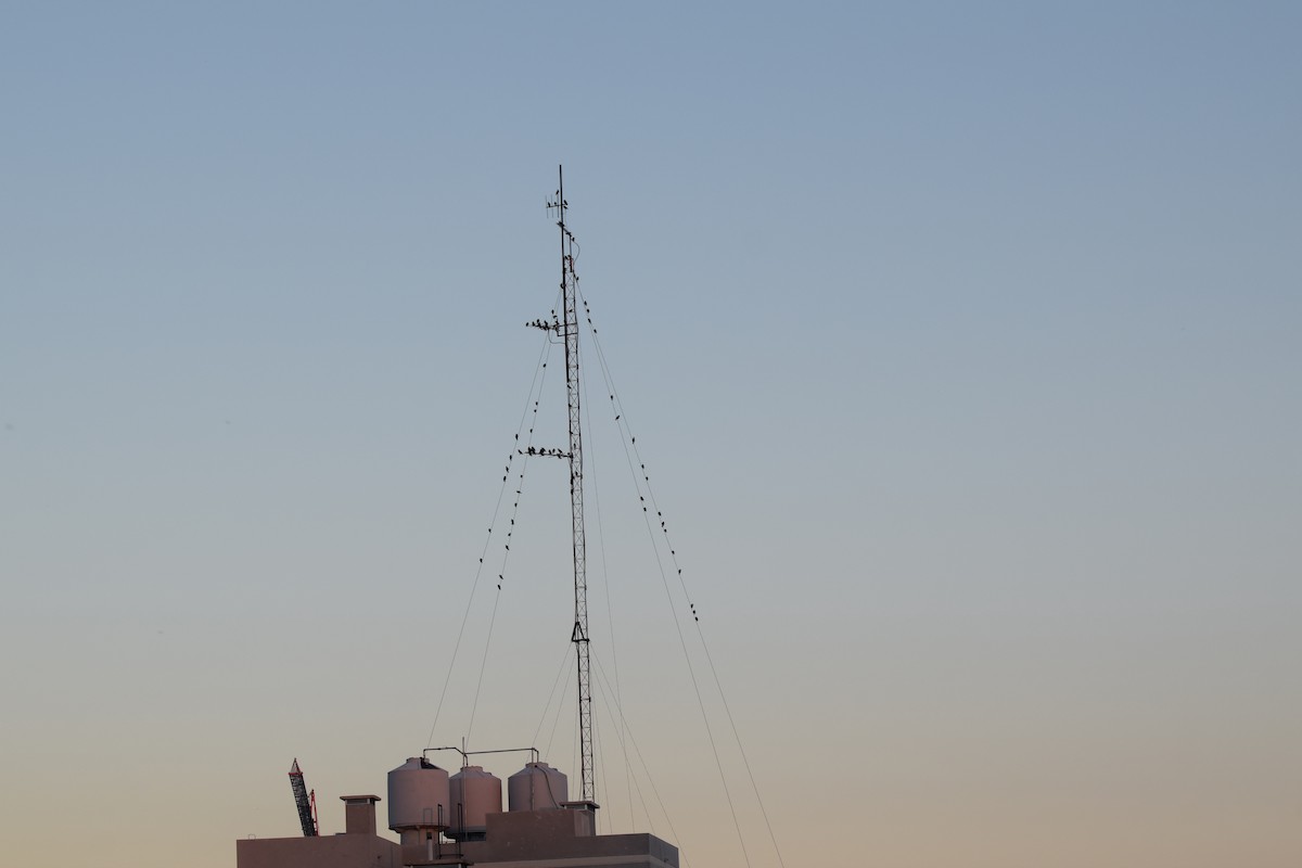 European Starling - ML239372541