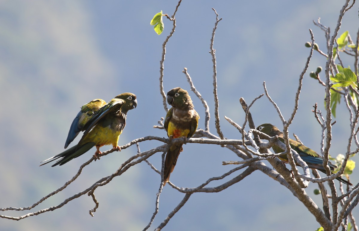 Burrowing Parakeet - ML239374381