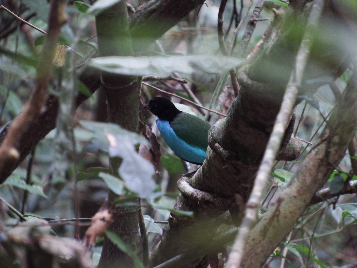 Azure-breasted Pitta - ML23937591