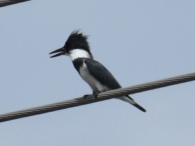 Belted Kingfisher - ML239376681