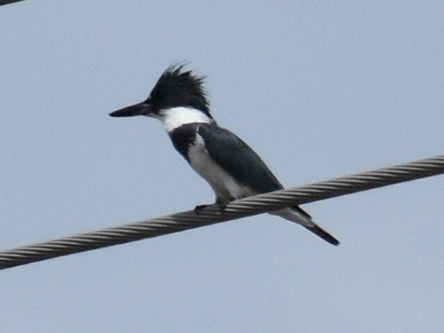 Belted Kingfisher - ML239376691