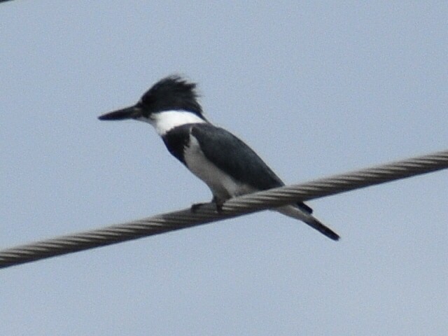 Belted Kingfisher - ML239376711
