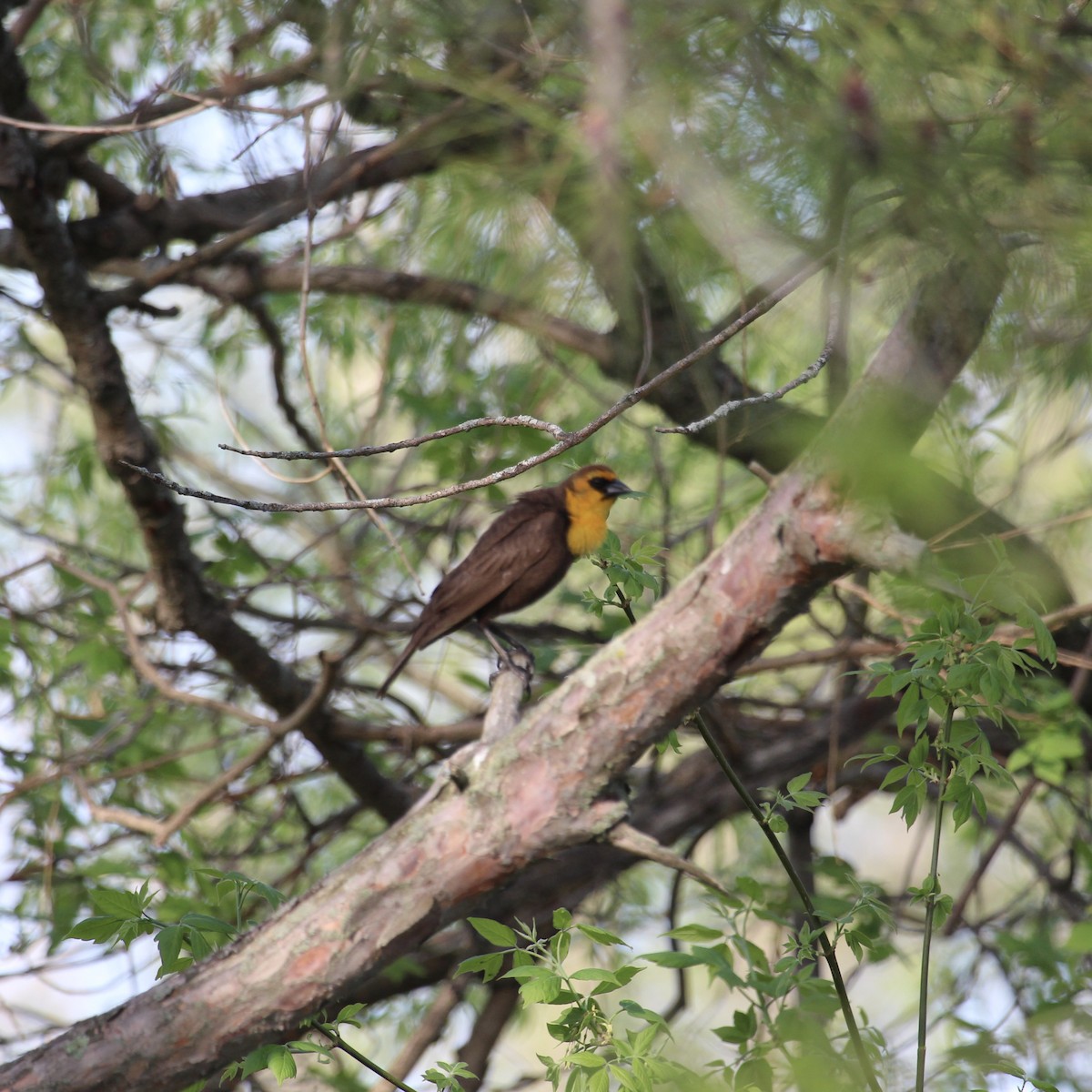 Yellow-headed Blackbird - ML239376851