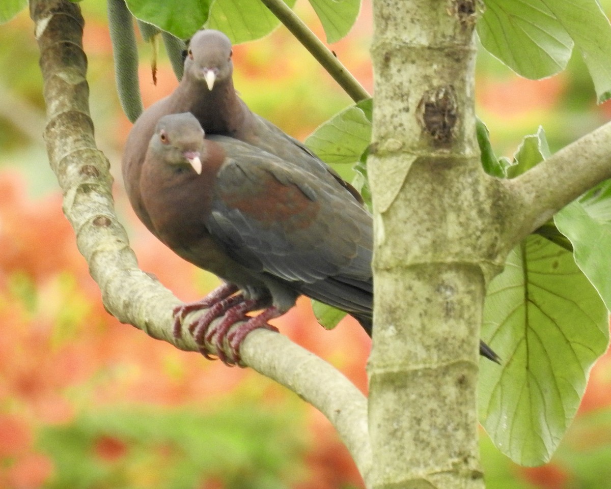 Red-billed Pigeon - Margaret Barrow-Smith