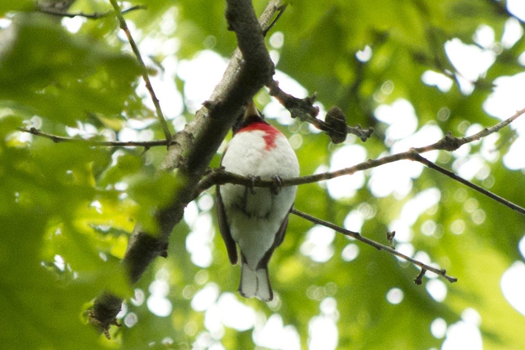 Rose-breasted Grosbeak - ML239379561