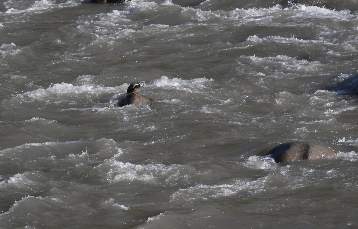 Torrent Duck - Thomas Galewski