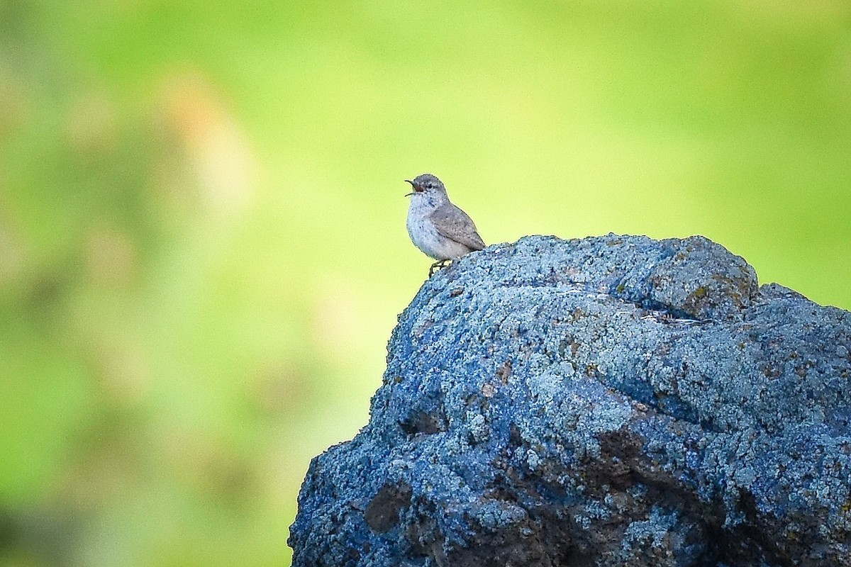 Rock Wren - Roger Beardmore