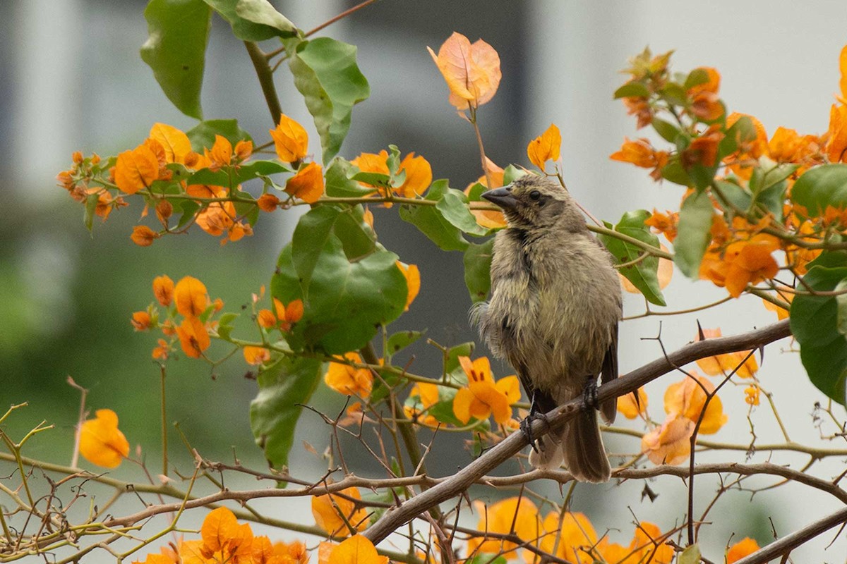 Shiny Cowbird - ML239382281