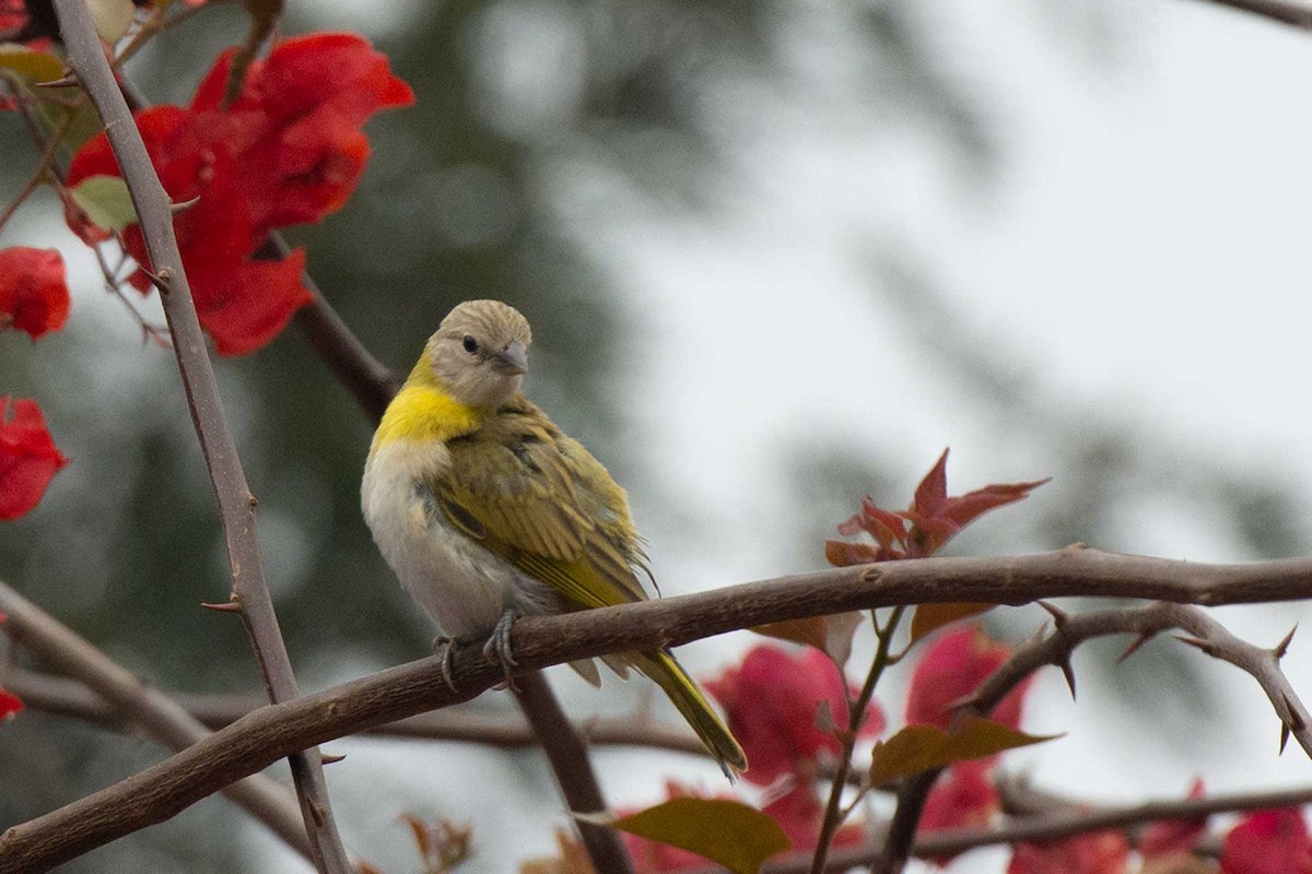 Saffron Finch - ML239383381