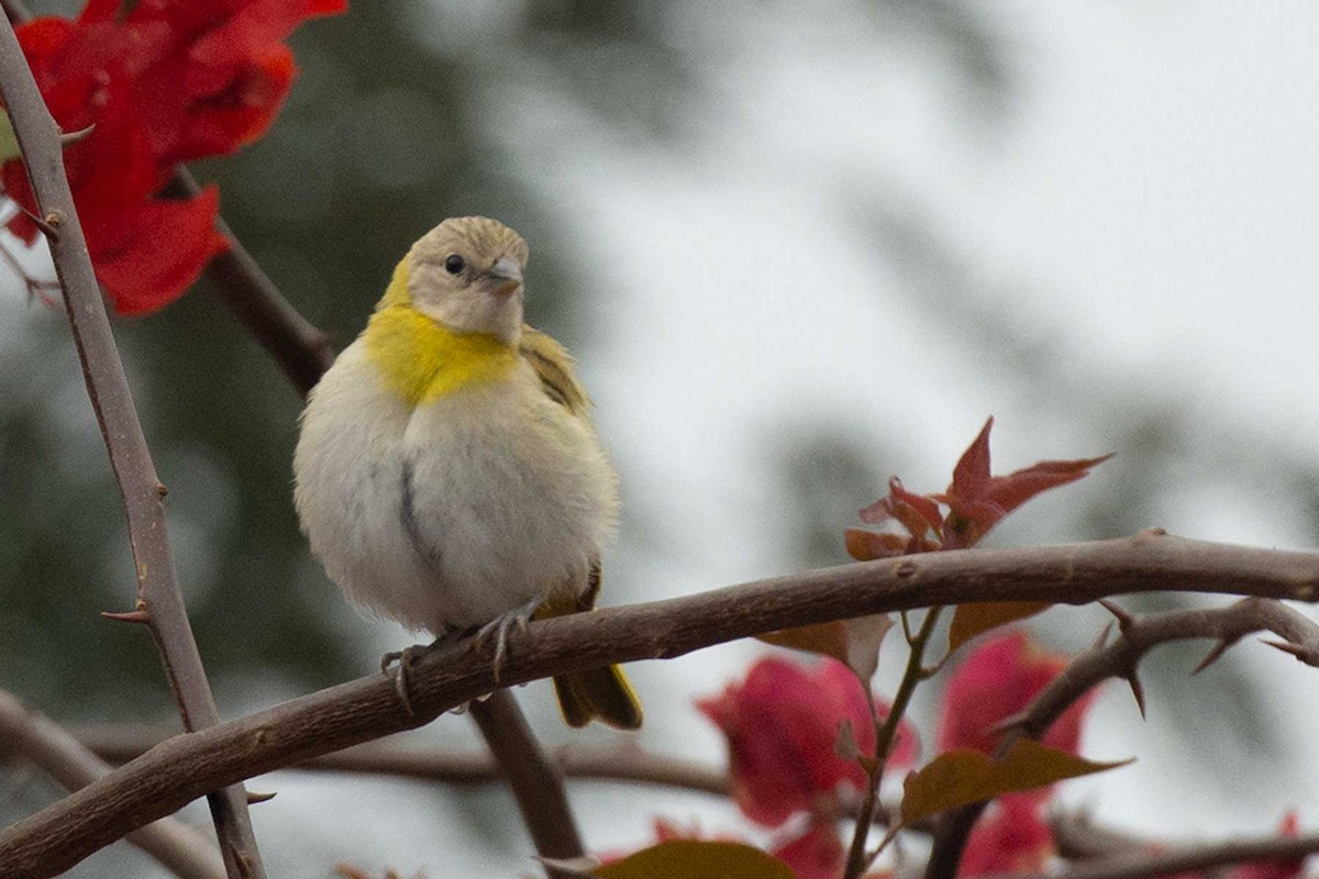 Saffron Finch - Mercedes Benavides