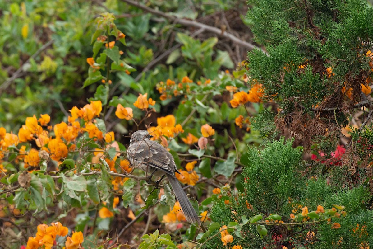 Long-tailed Mockingbird - ML239384251