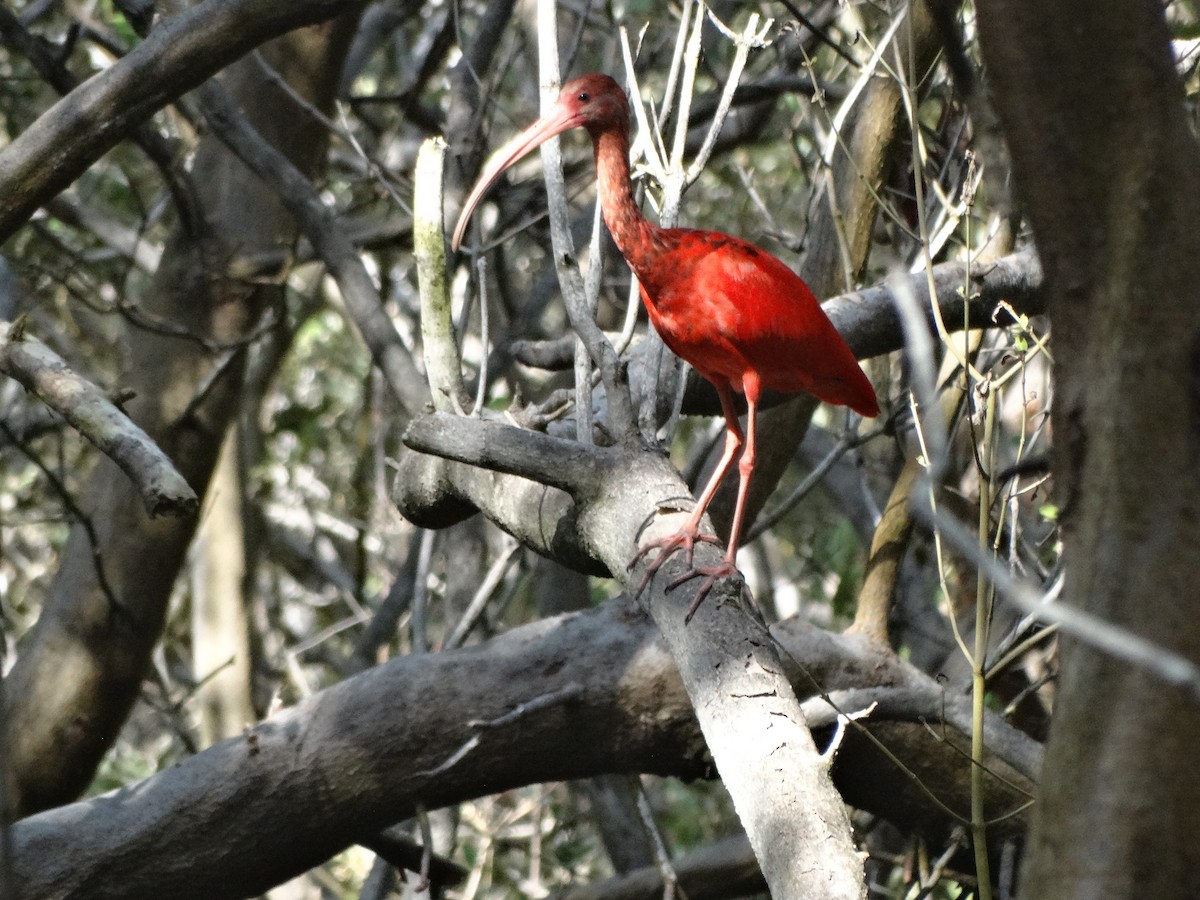 ibis rudý - ML23938441