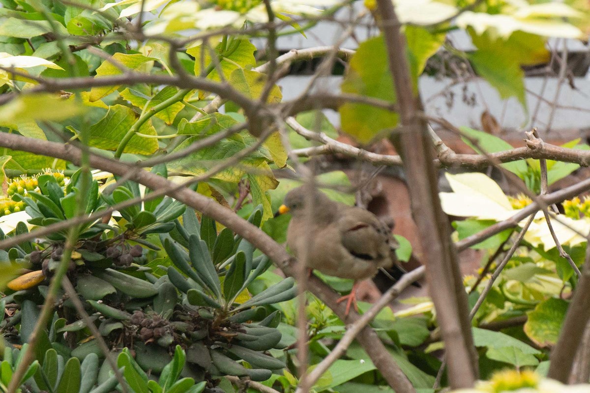 Croaking Ground Dove - ML239386811