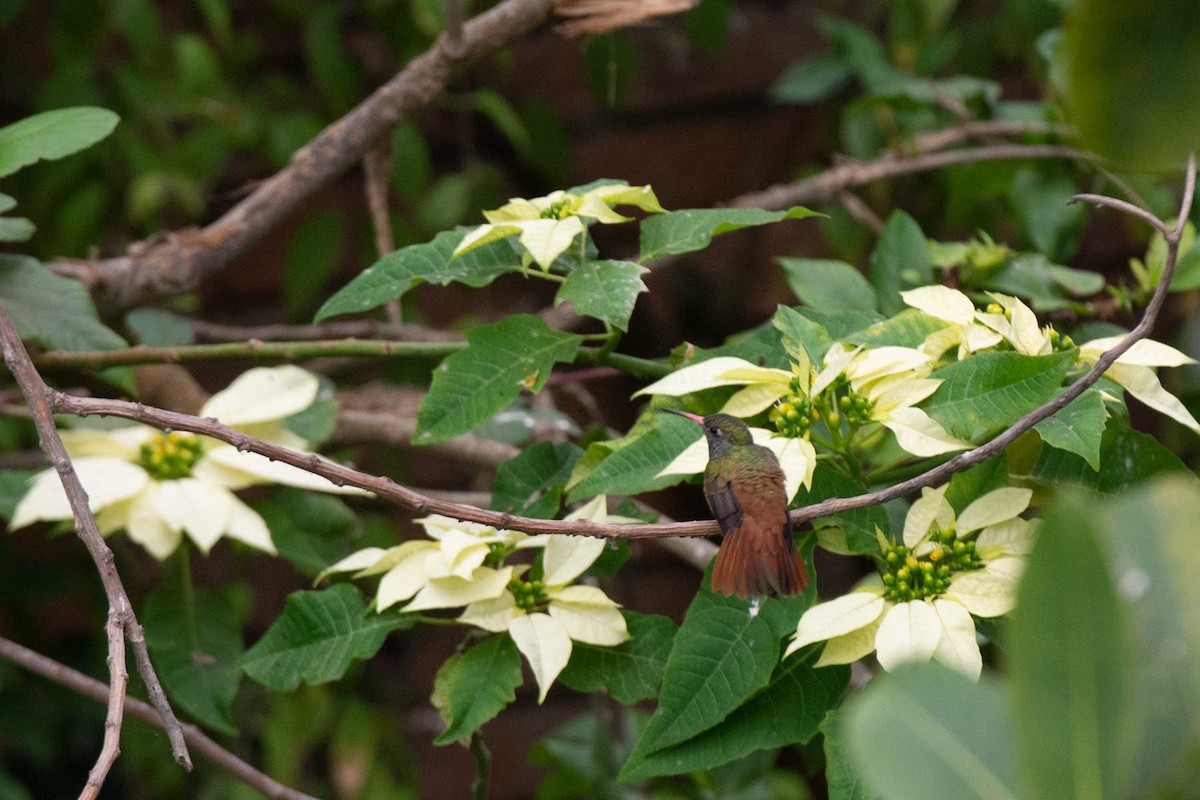 Amazilia Hummingbird - ML239387251