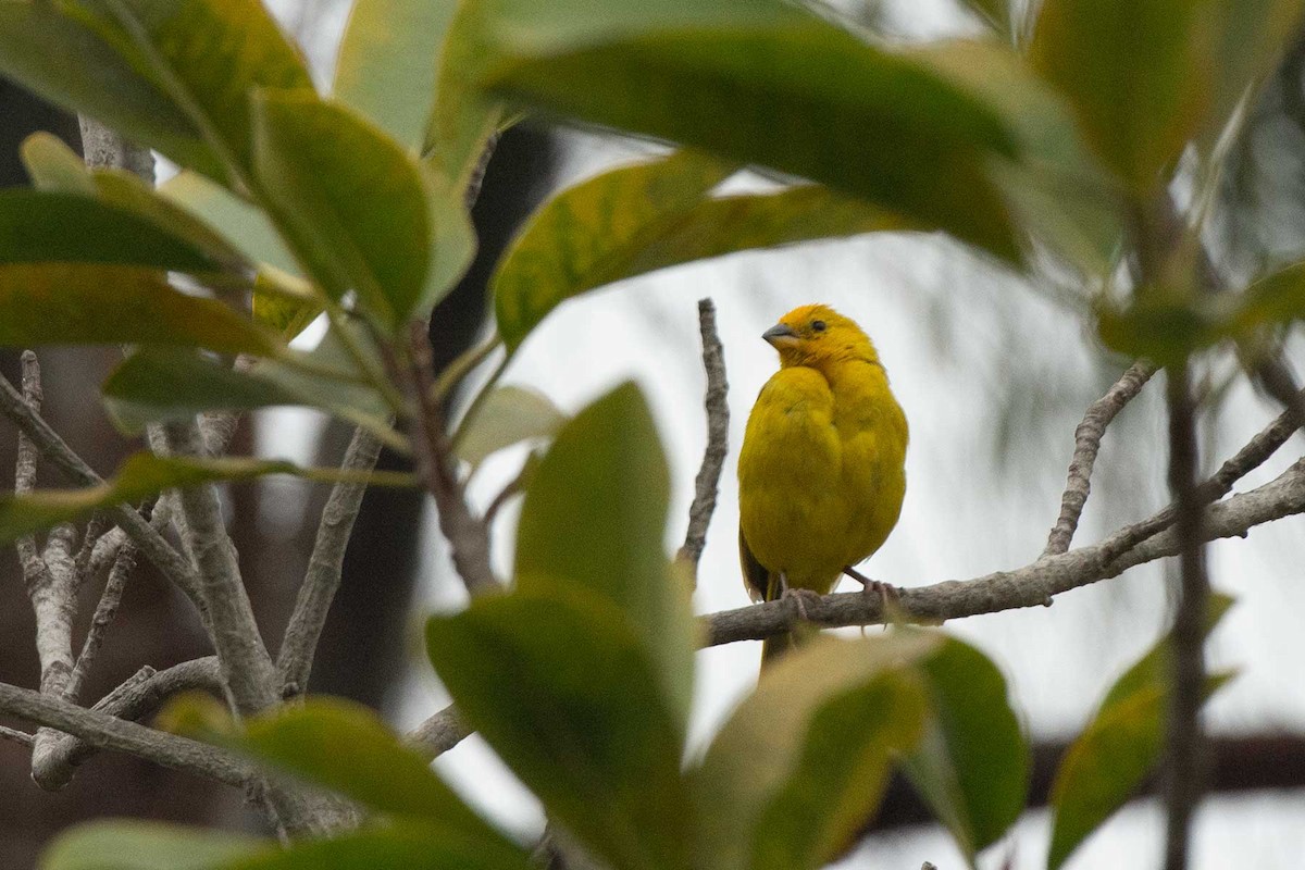 Saffron Finch - ML239388321