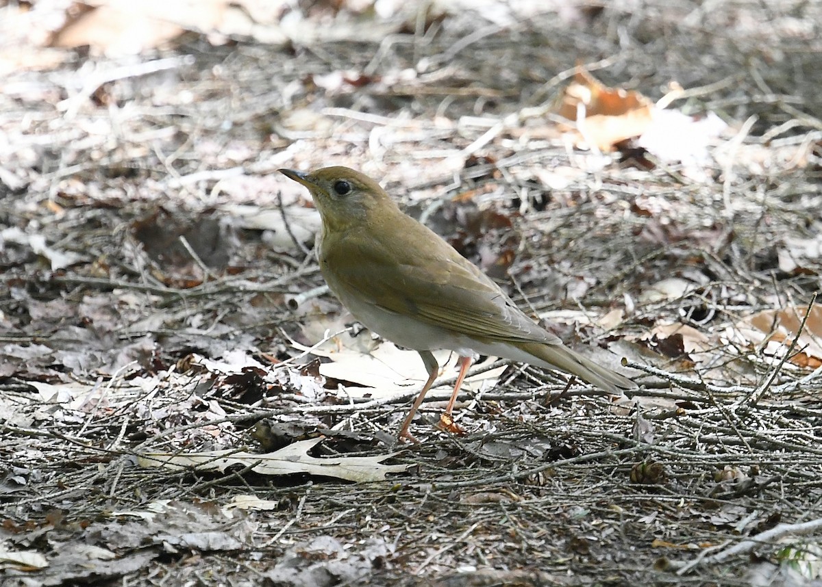 Veery - Gary Chapin