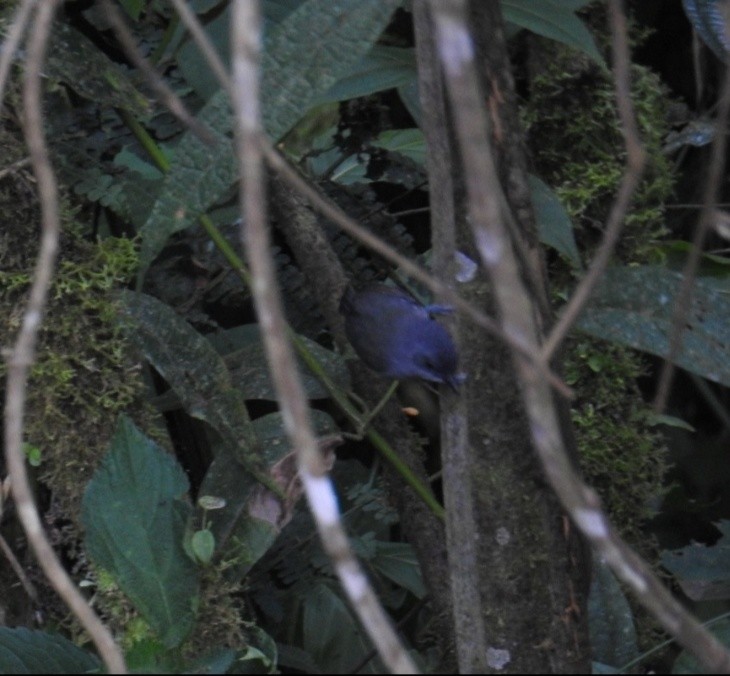 Magdalena Tapaculo - Julián González Ruiz