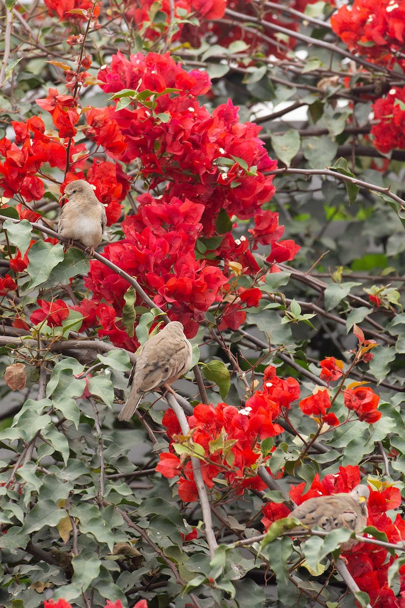 Croaking Ground Dove - ML239389621