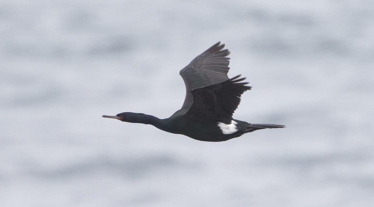 Pelagic Cormorant - Brian Sullivan