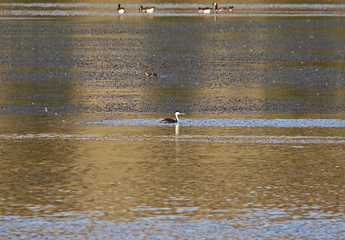 Western Grebe - ML239394201