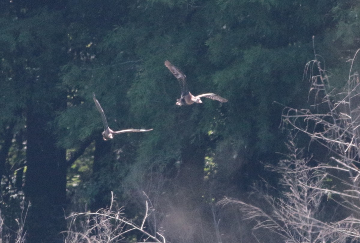 Black-bellied Whistling-Duck - ML239396381