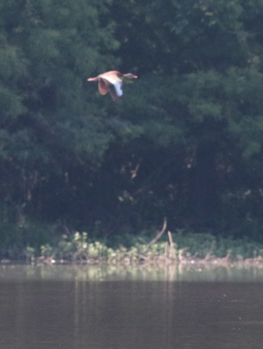 Dendrocygne à ventre noir - ML239396451