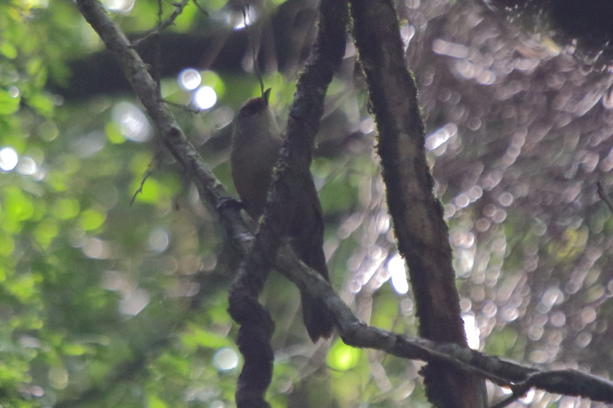 Rufous-fronted Laughingthrush - ML239396991