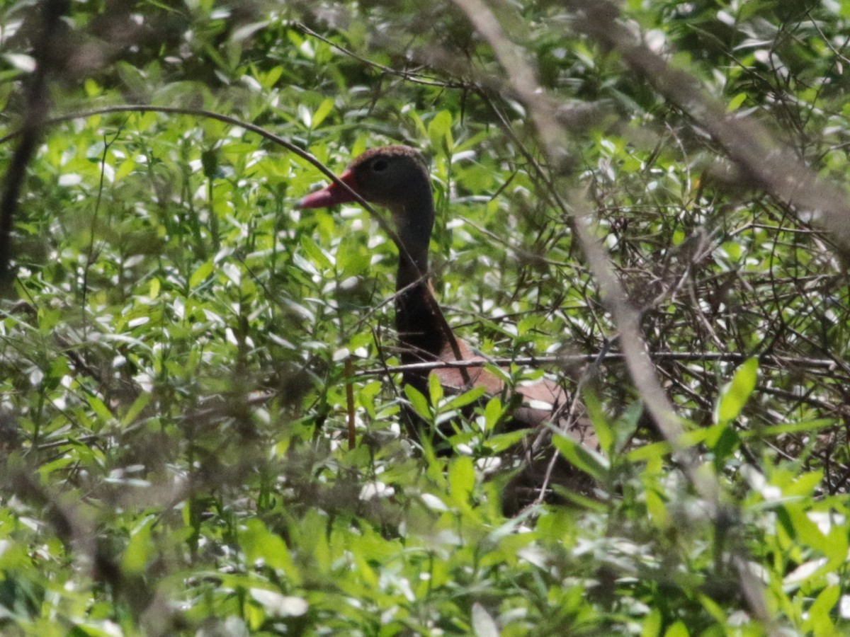 Black-bellied Whistling-Duck - ML239397321