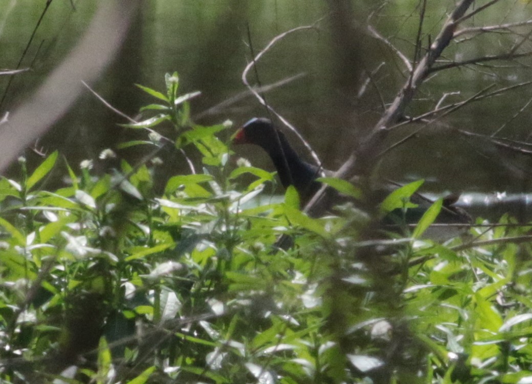 Purple Gallinule - ML239397481