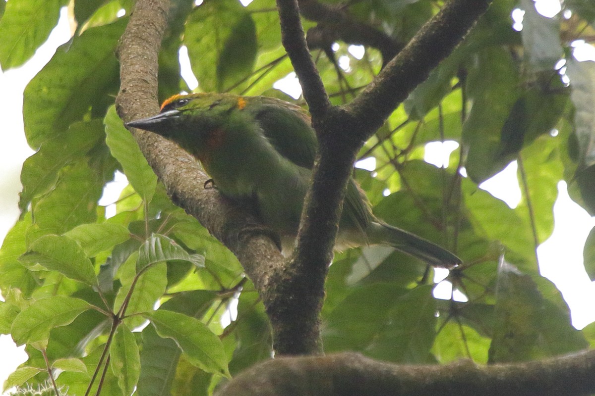 Flame-fronted Barbet - ML239397761