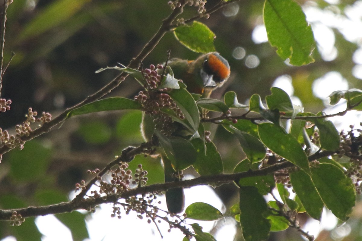 Flame-fronted Barbet - ML239397771
