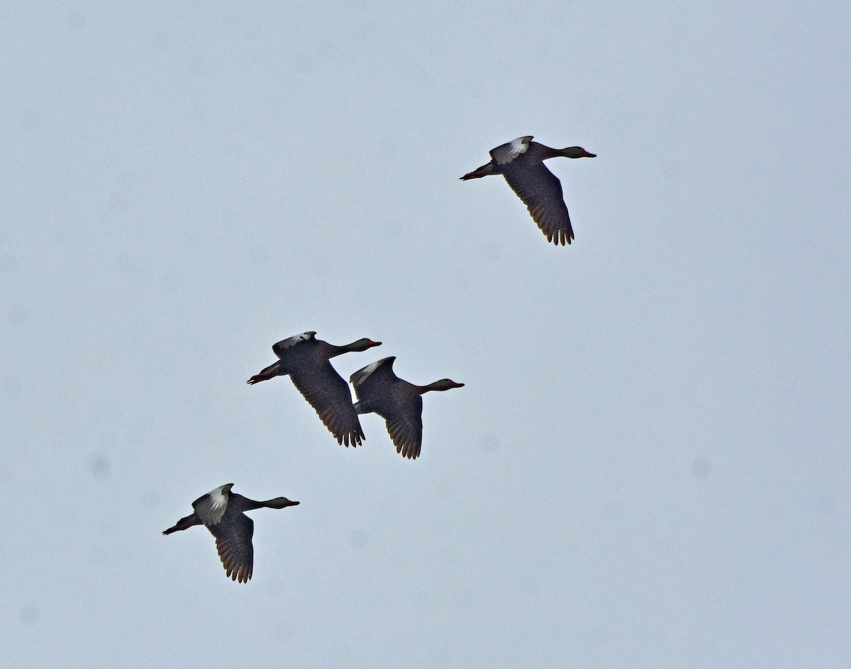 Black-bellied Whistling-Duck - ML239397971