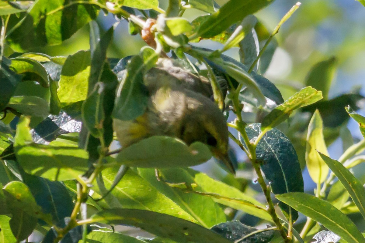 Orange-crowned Warbler - ML239398511