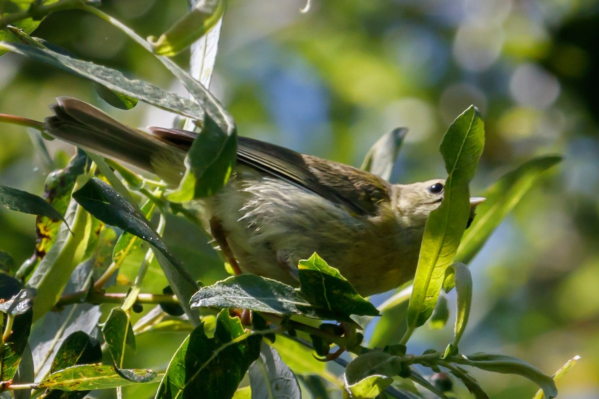 Orange-crowned Warbler - ML239398521