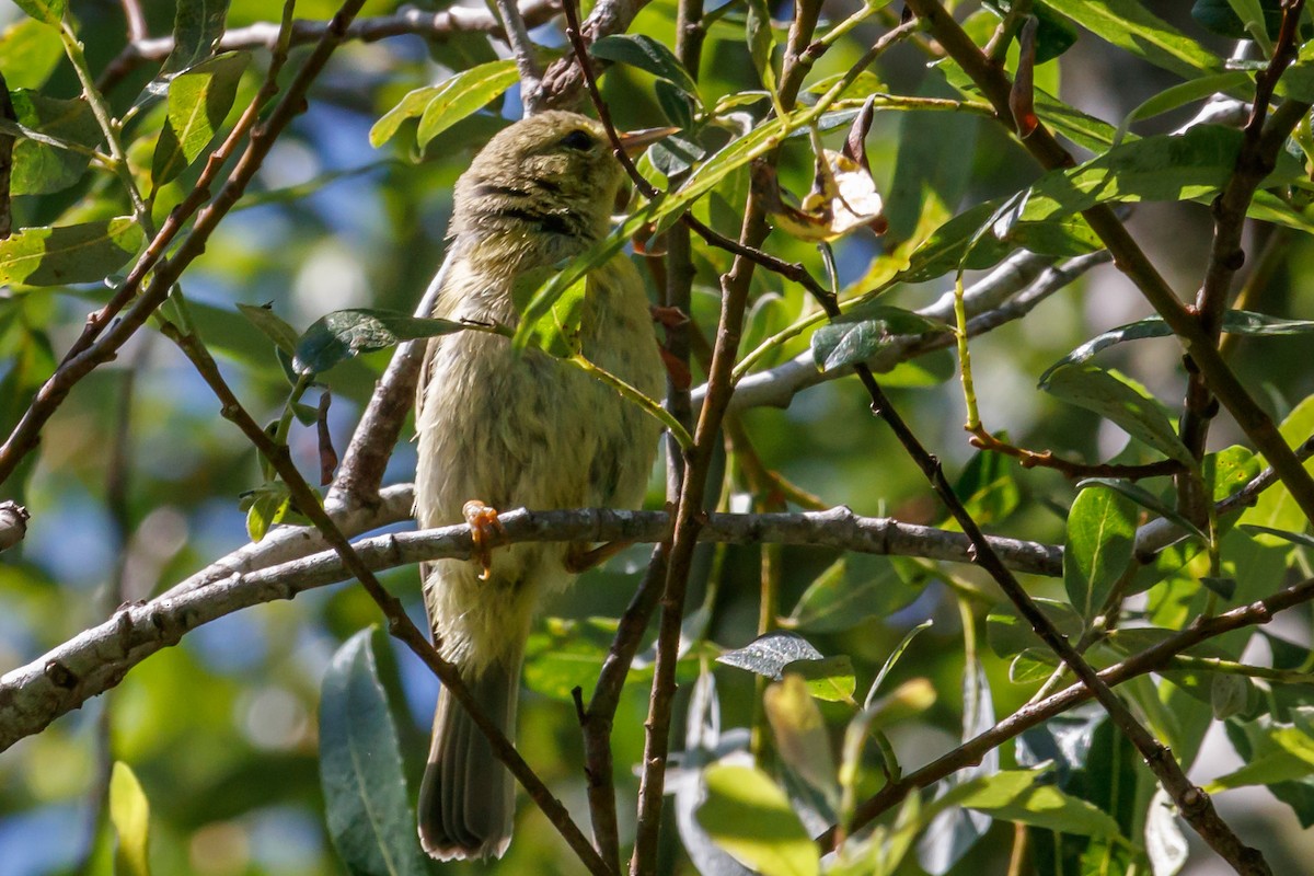 Orange-crowned Warbler - ML239398531