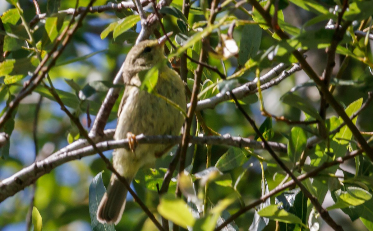 Orange-crowned Warbler - ML239398571