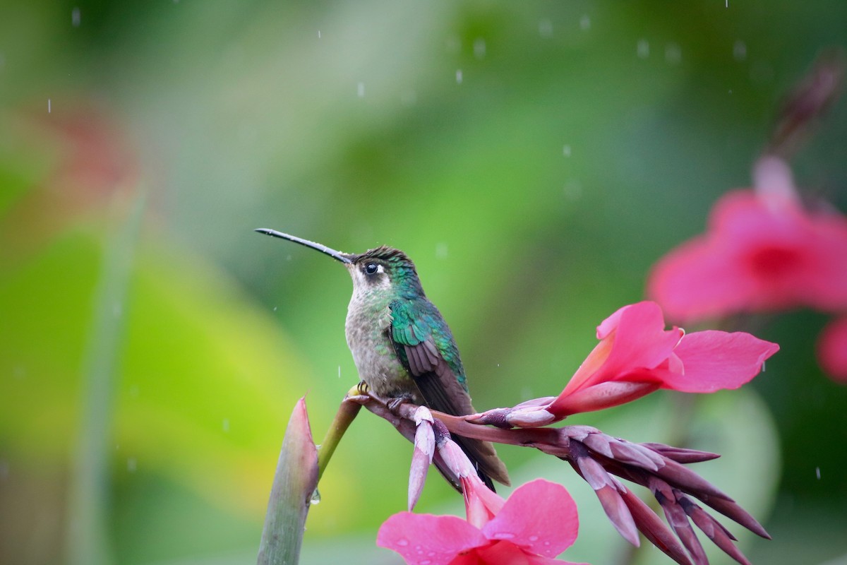Talamanca Hummingbird - ML239401021
