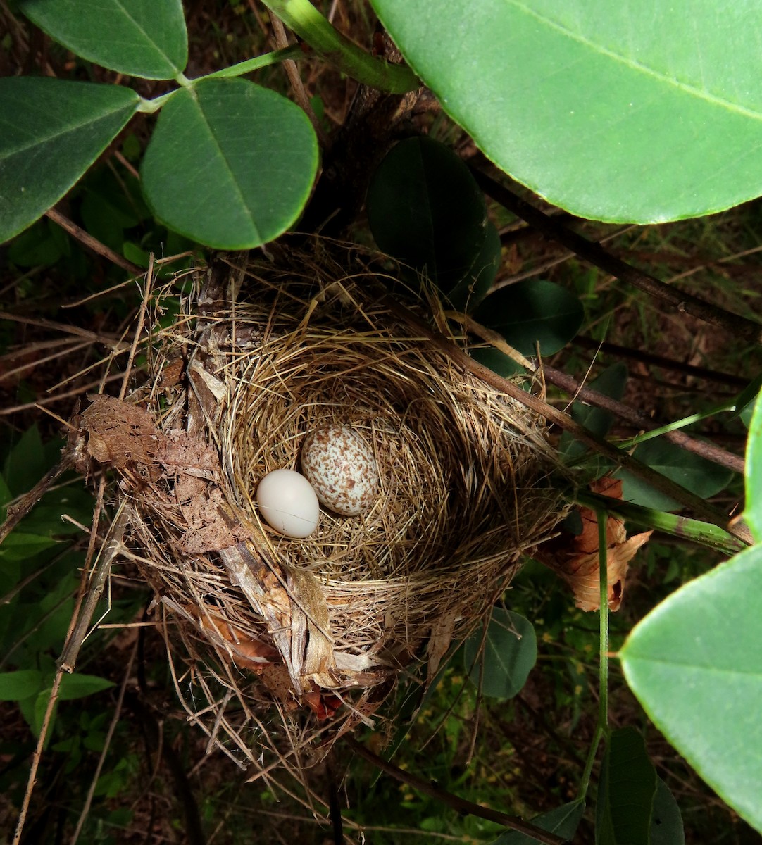 Indigo Bunting - K Cook