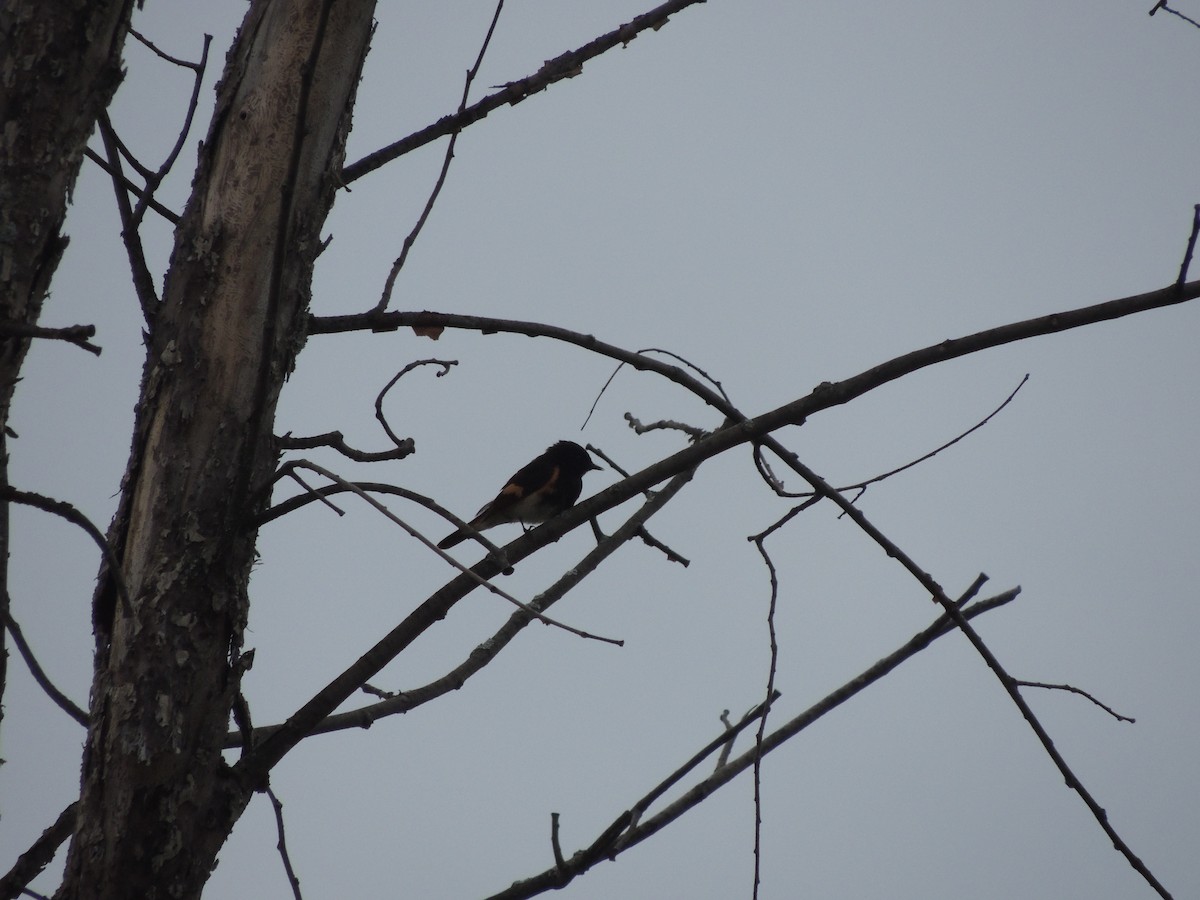 American Redstart - ML239402231