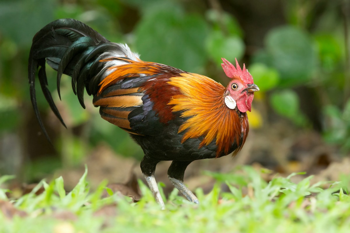 Red Junglefowl - David Irving