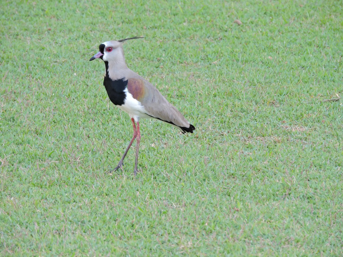 Southern Lapwing - ML239403271